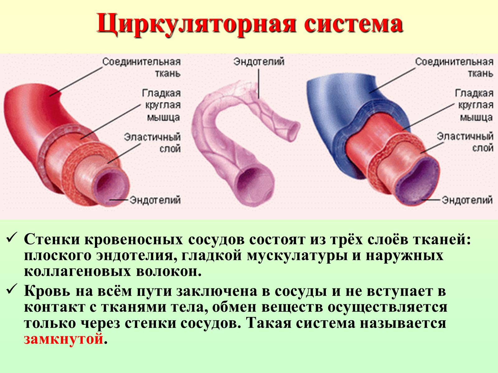 Презентація на тему «Движение крови по сосудам. Лимфообращение» - Слайд #13