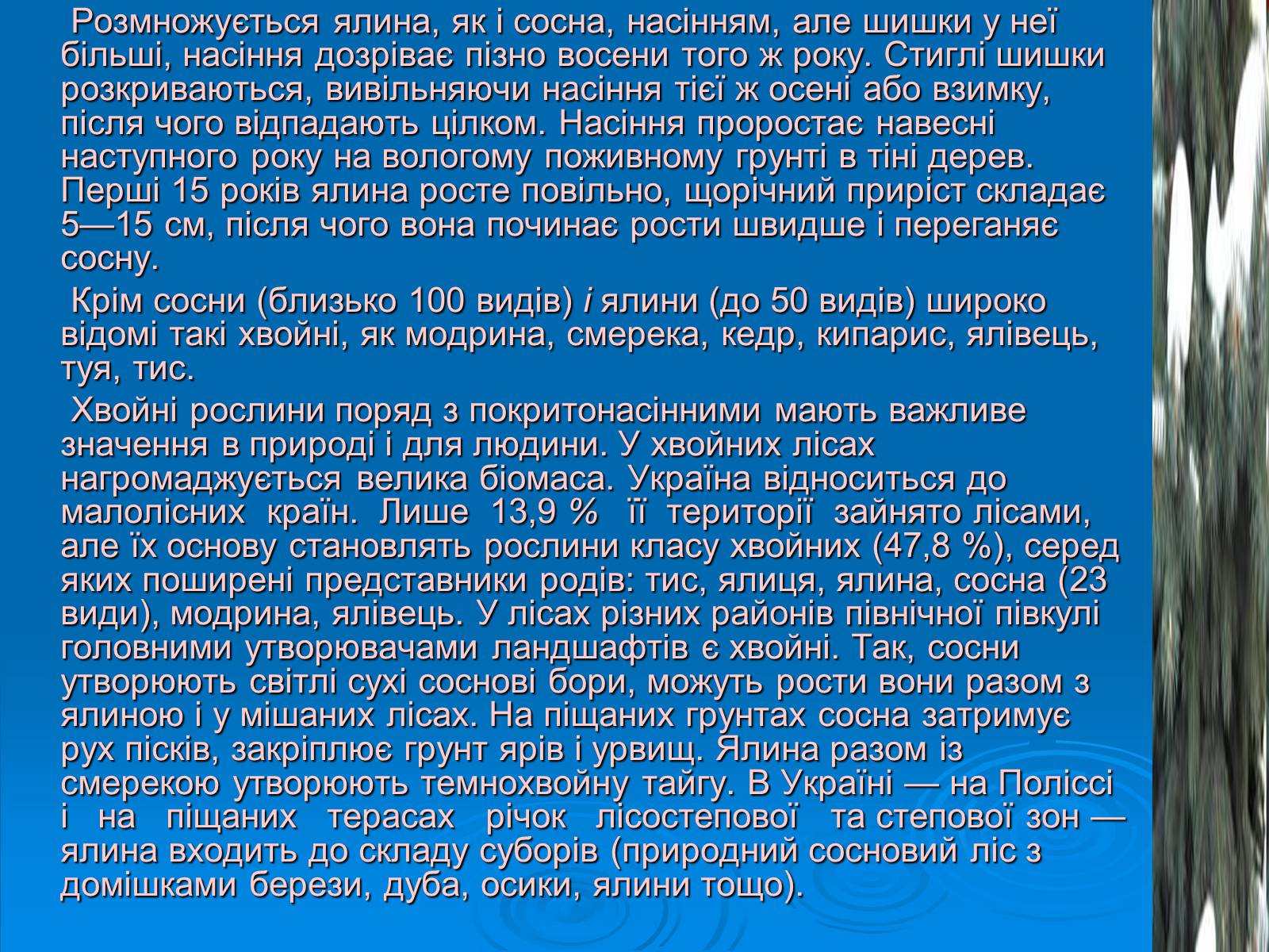 Презентація на тему «Відділ Голонасінні» - Слайд #19