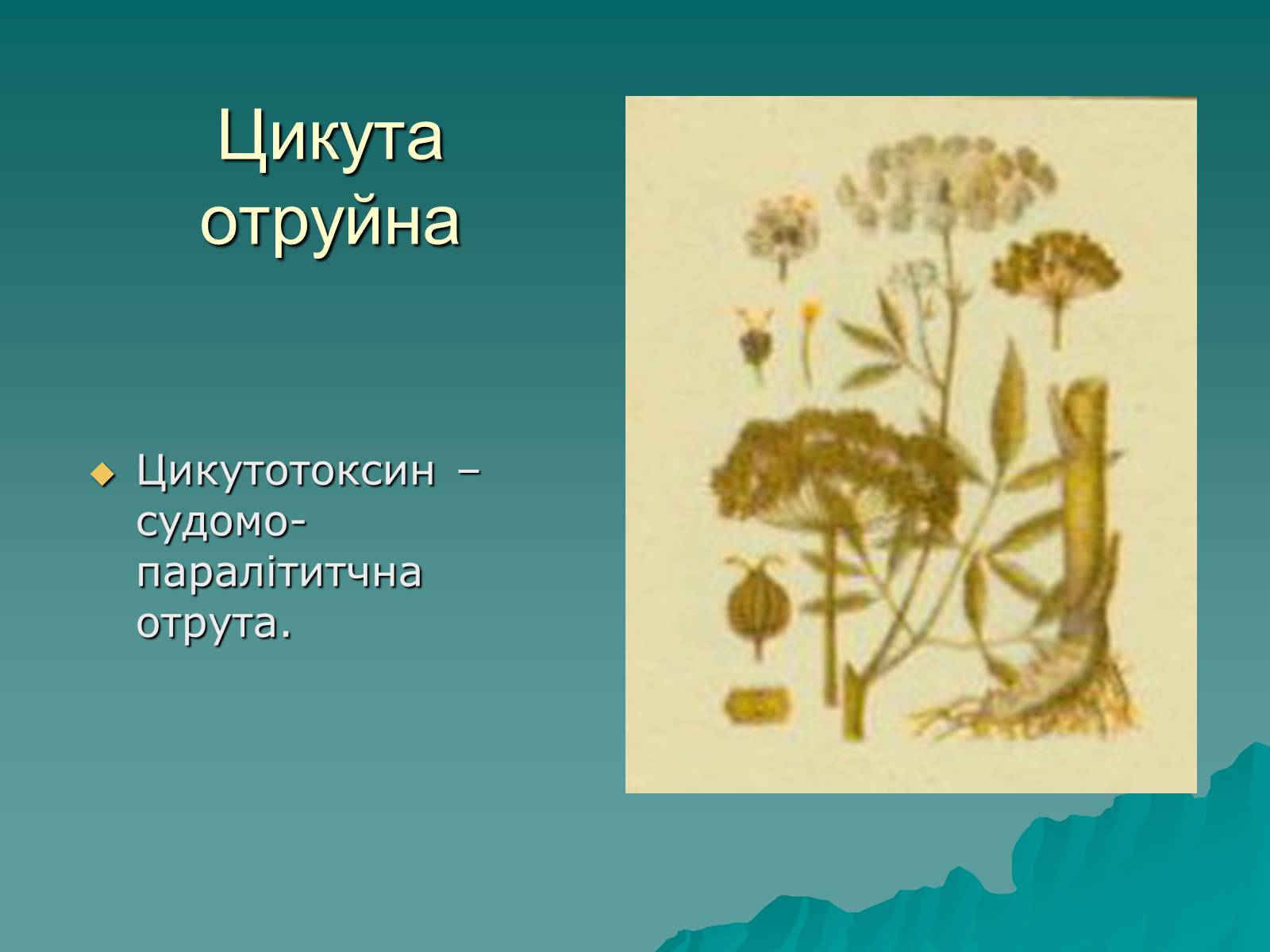 Презентація на тему «Основи безпеки харчування» - Слайд #30