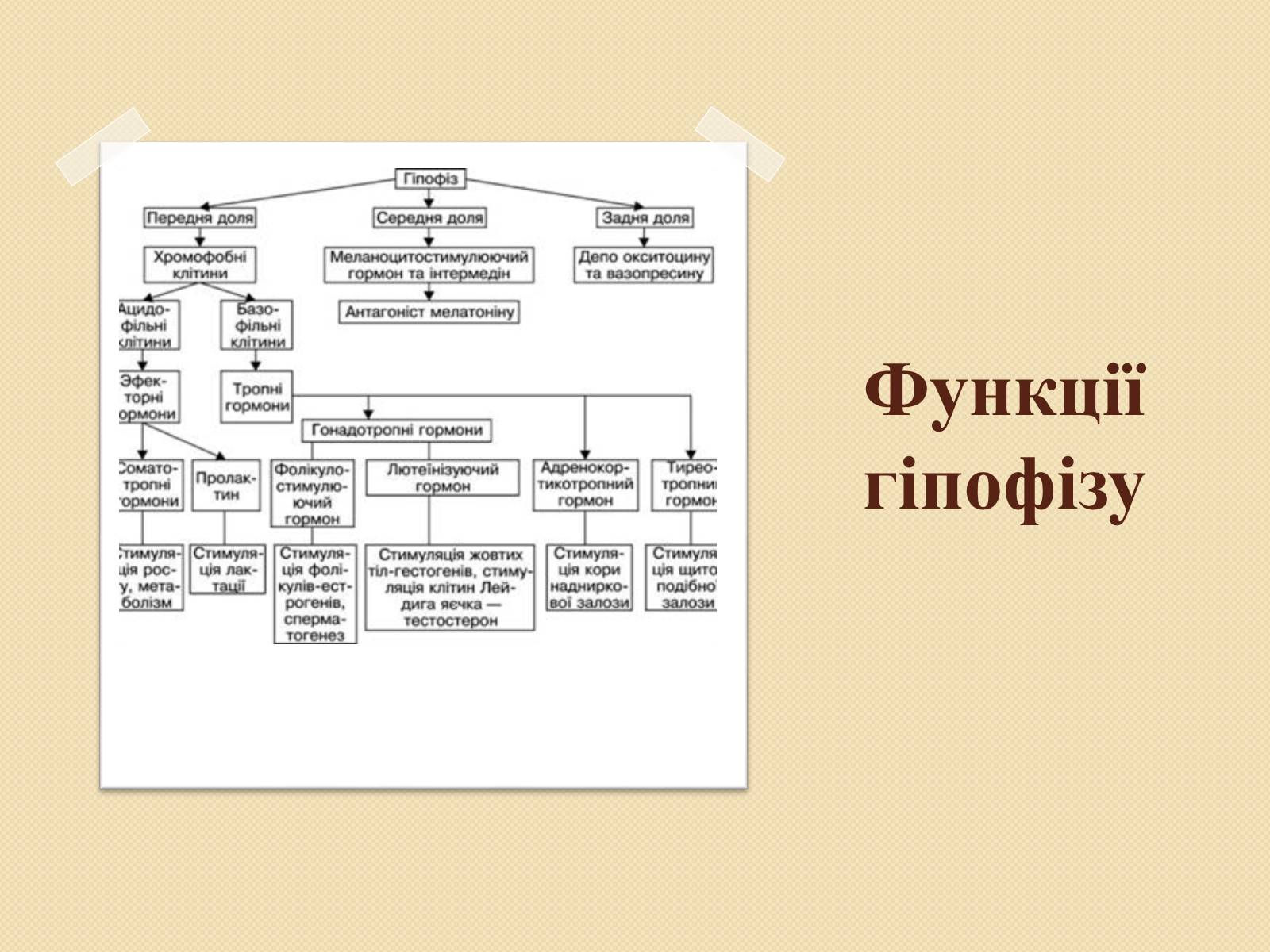 Презентація на тему «Ендокринні захворювання людини» - Слайд #4