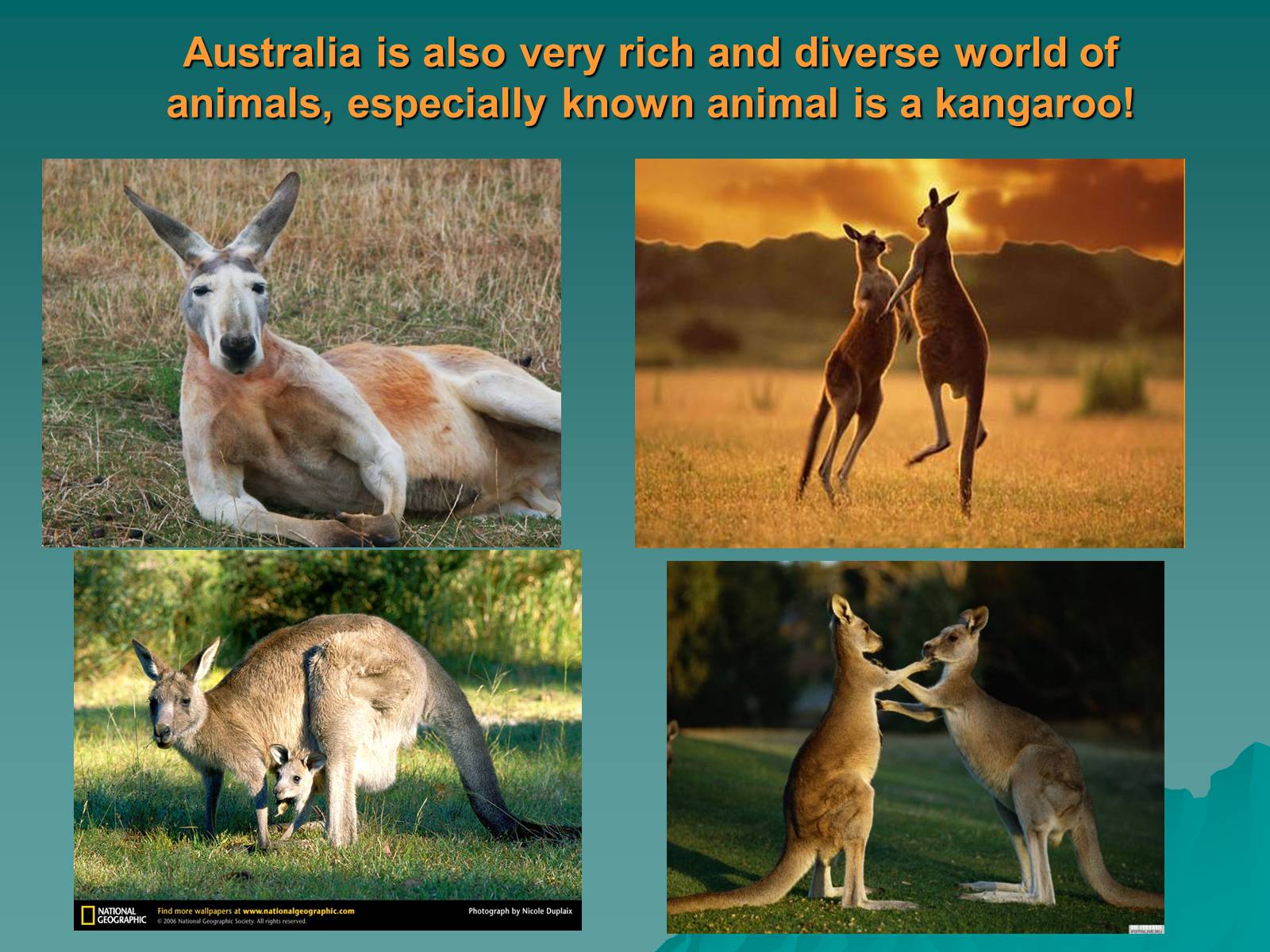 Презентація на тему «Australia is wonderful continent» - Слайд #21