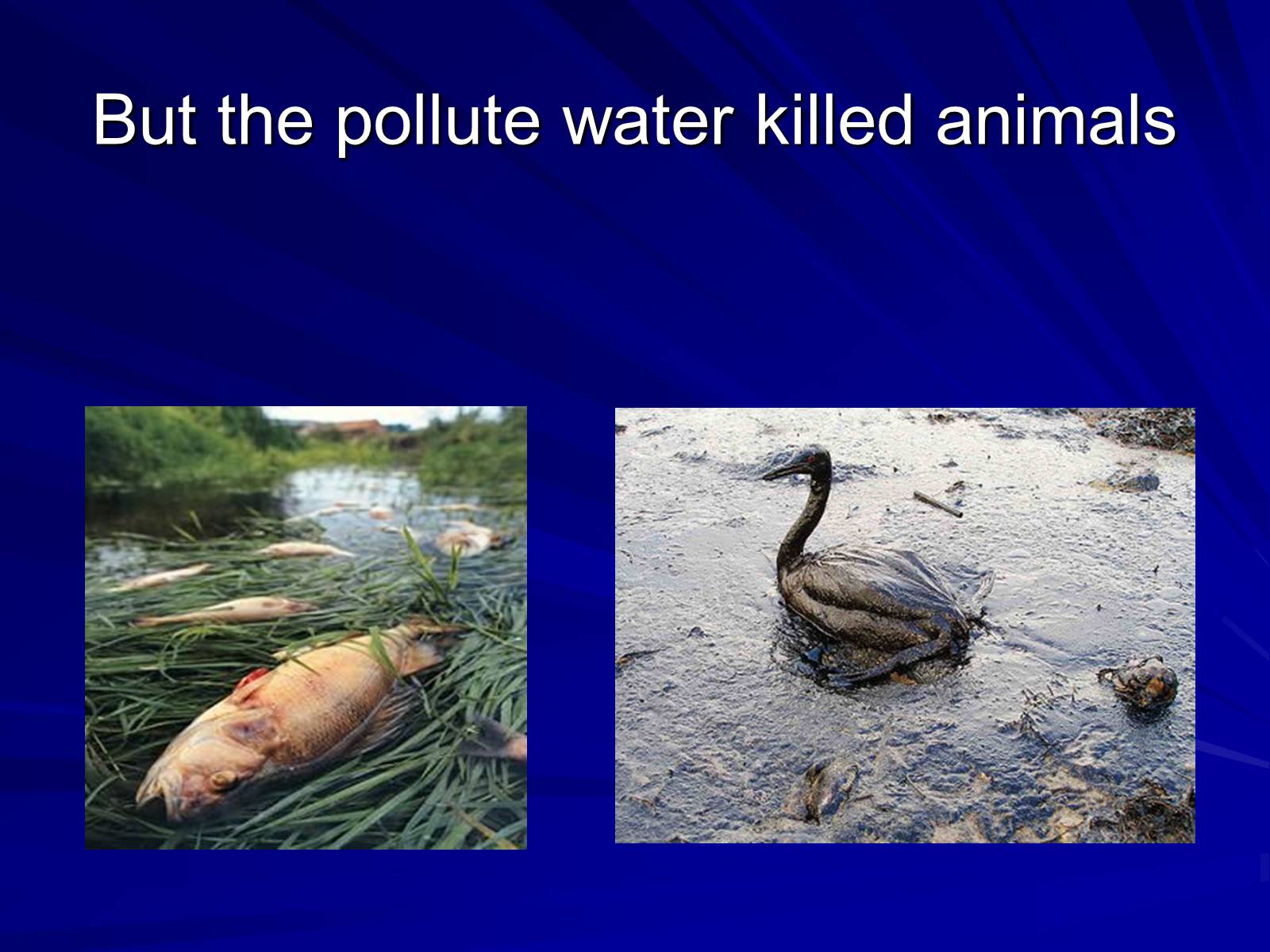 Презентація на тему «Water pollution» (варіант 1) - Слайд #10