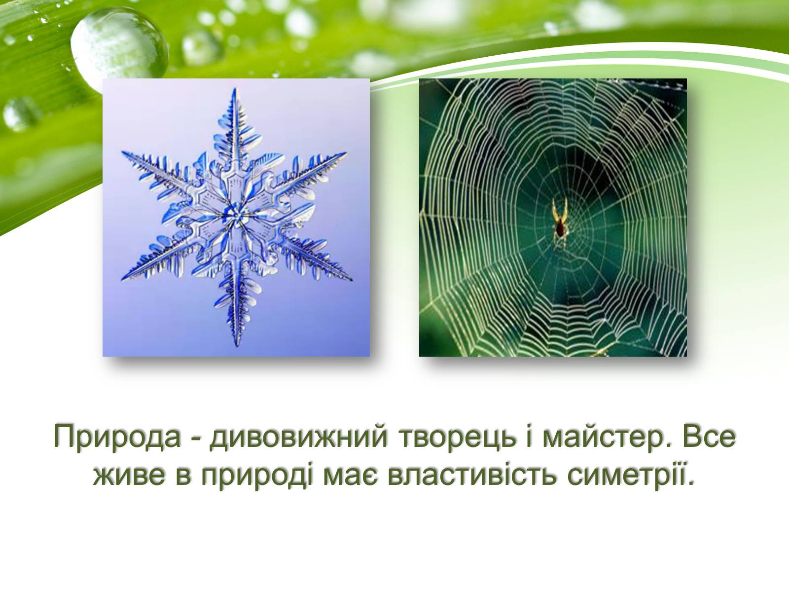 Презентація на тему «Симетрія в природі» - Слайд #3