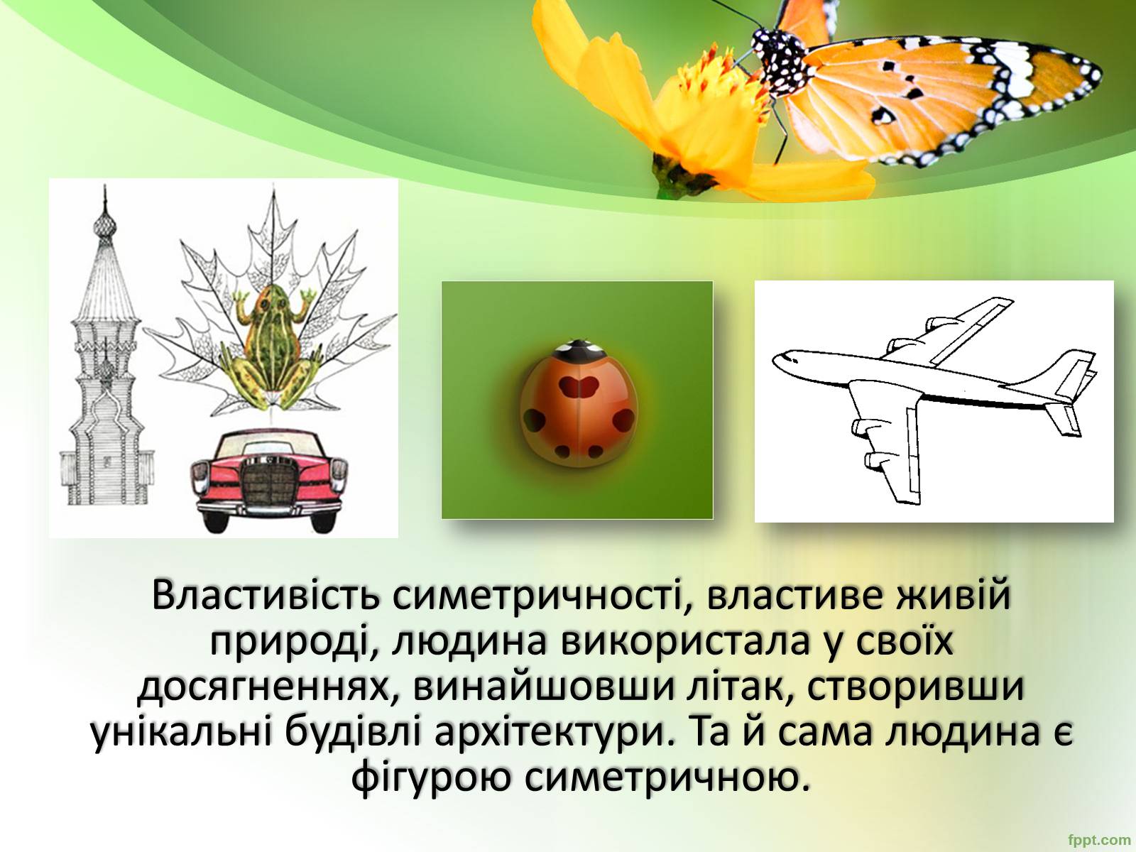 Презентація на тему «Симетрія в природі» - Слайд #5