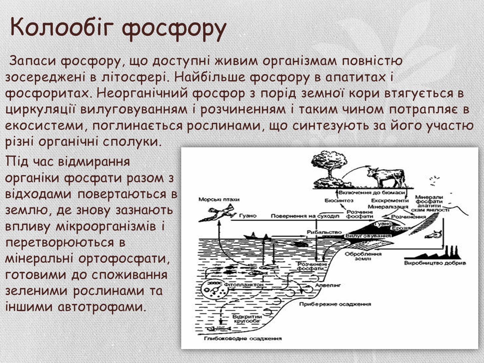 Презентація на тему «Колообіг речовин і потоки енергії як основні системоутворювальні чинники» (варіант 1) - Слайд #17