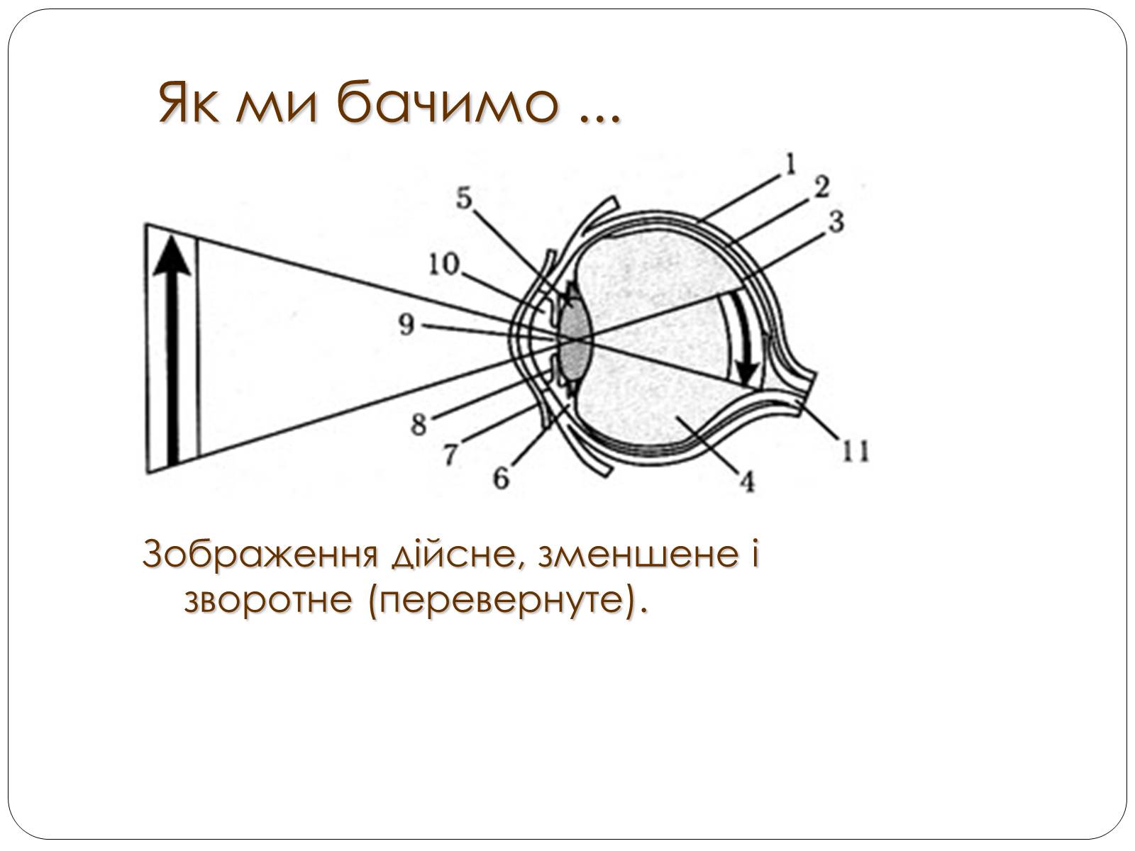 Презентація на тему «Оптичні прилади, та їх застосування» - Слайд #23