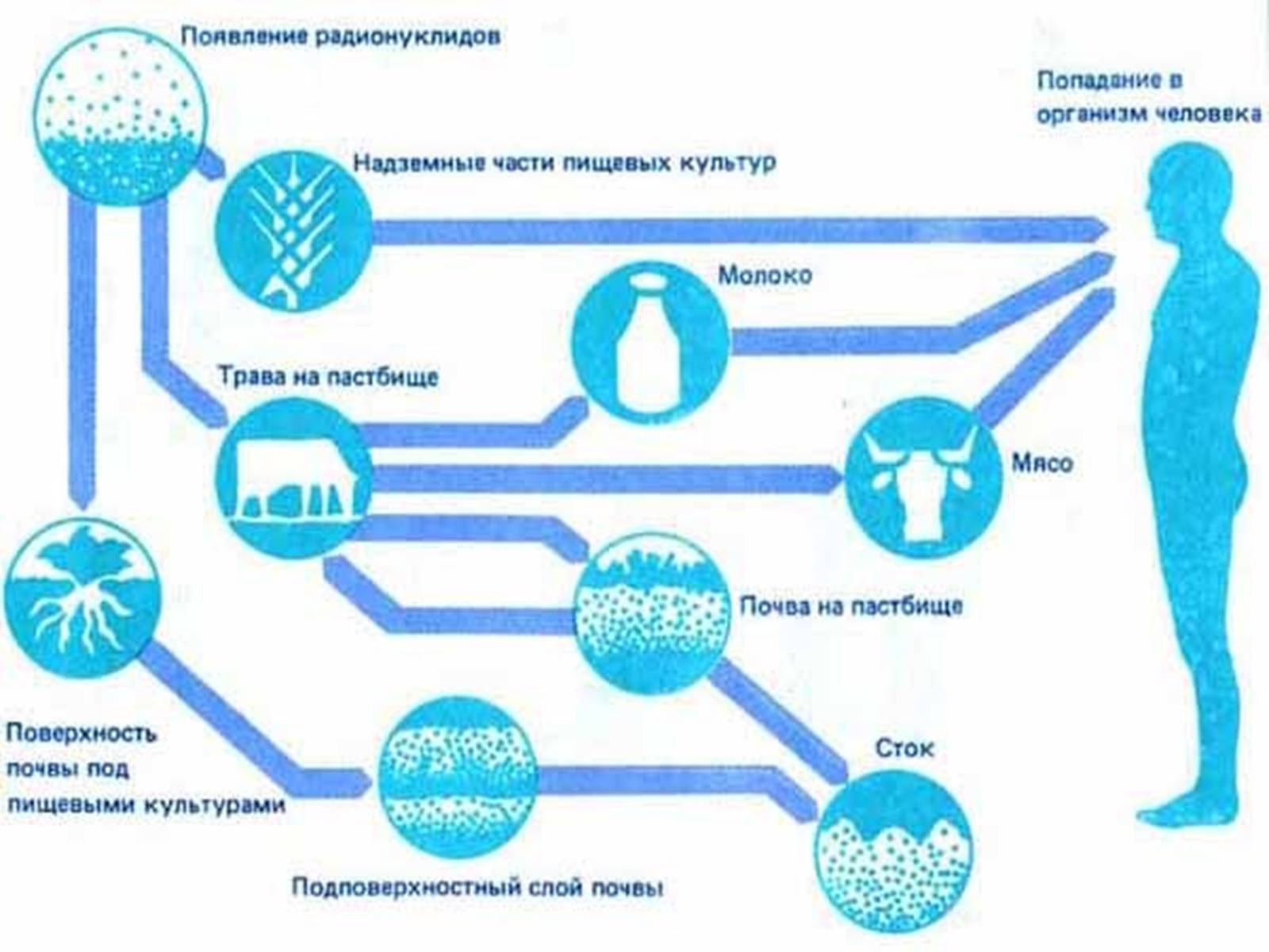 Презентація на тему «Вплив радіоактивного випромінювання на живі організми» (варіант 3) - Слайд #7