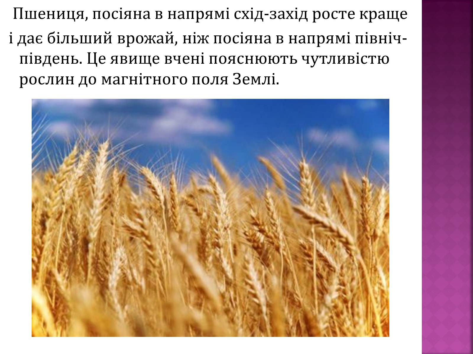 Презентація на тему «Вплив магнітного поля на живі організми» (варіант 5) - Слайд #6