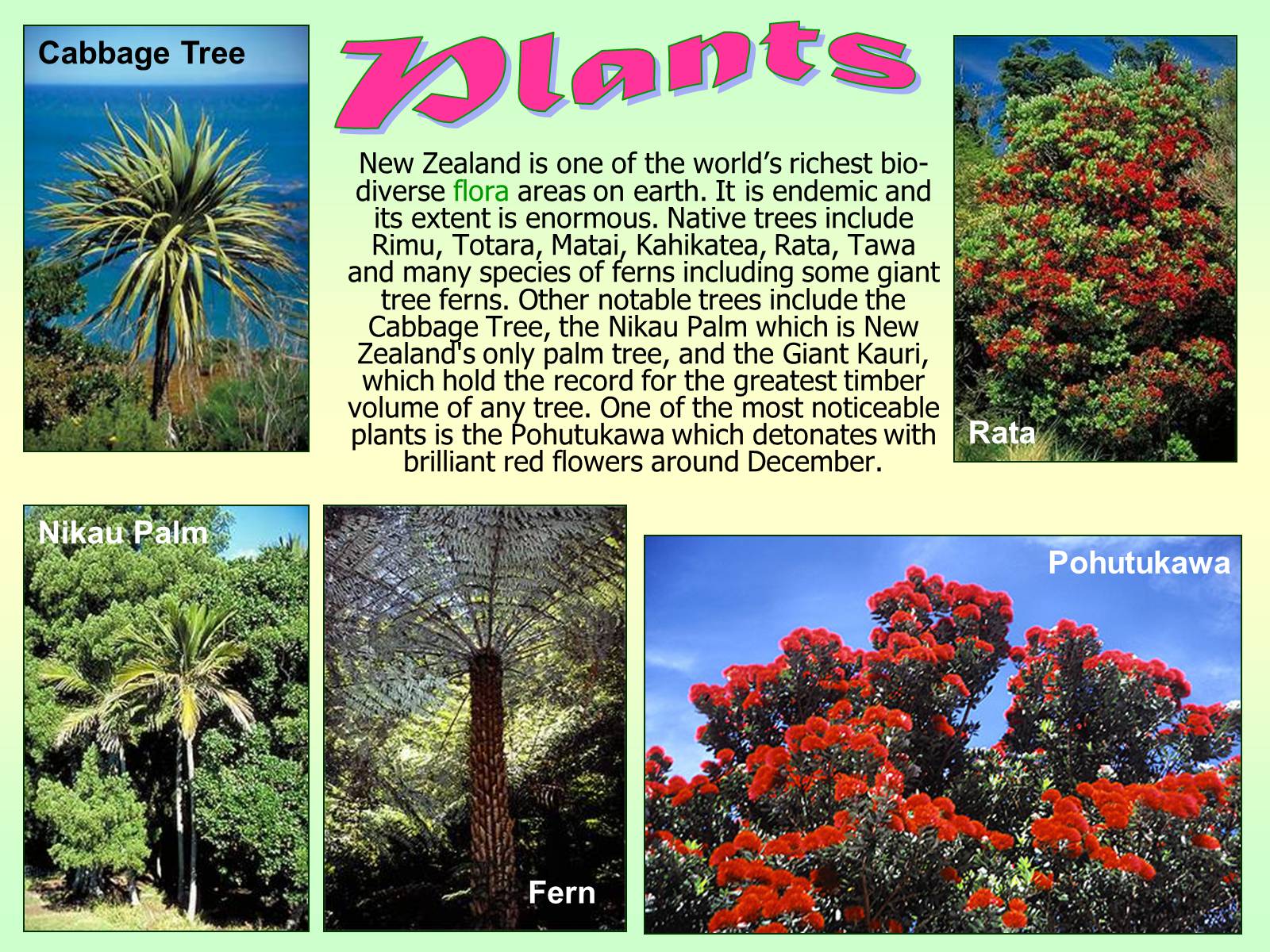 Презентація на тему «New Zealand» (варіант 2) - Слайд #29