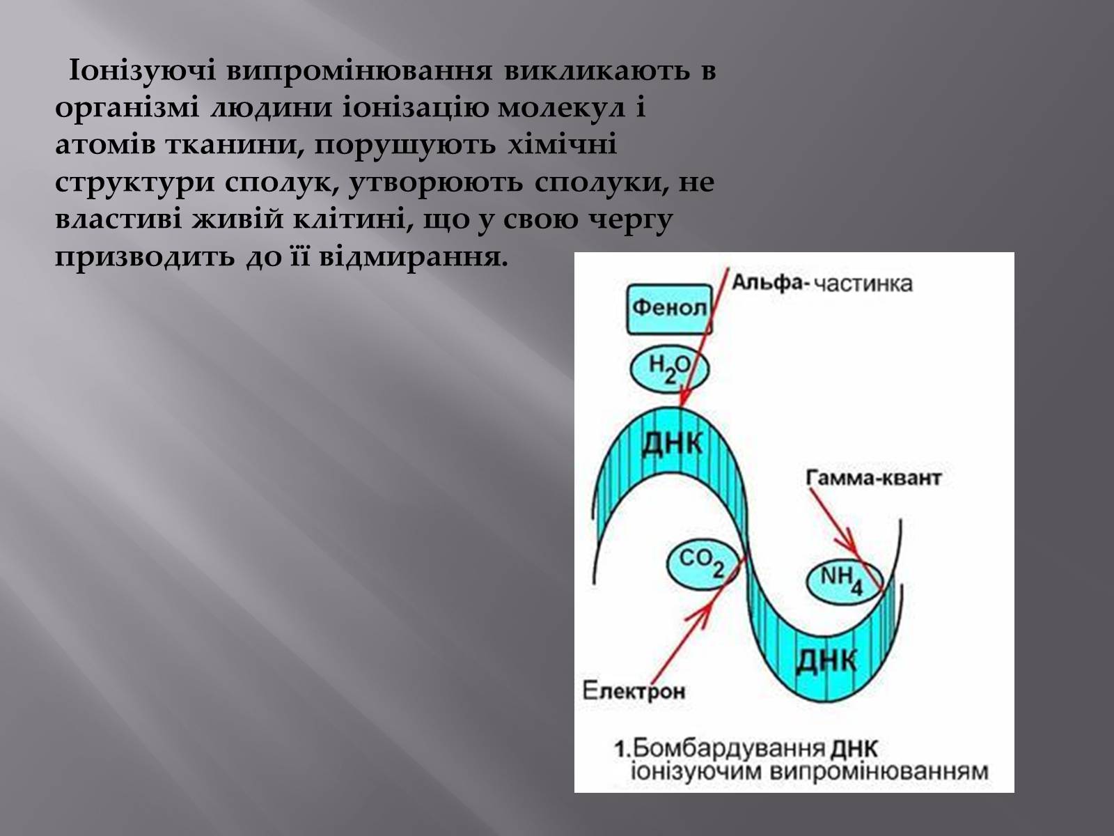 Презентація на тему «Дія на організм людини іонізуючого випромінювання» - Слайд #2