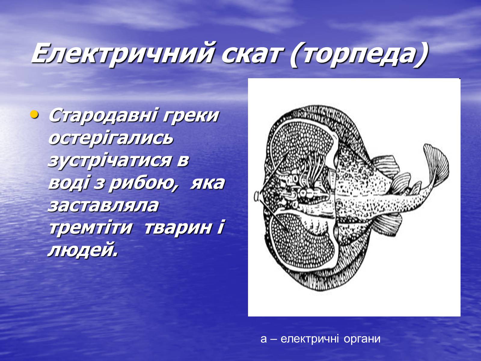 Презентація на тему «Струм у живій природі» - Слайд #15