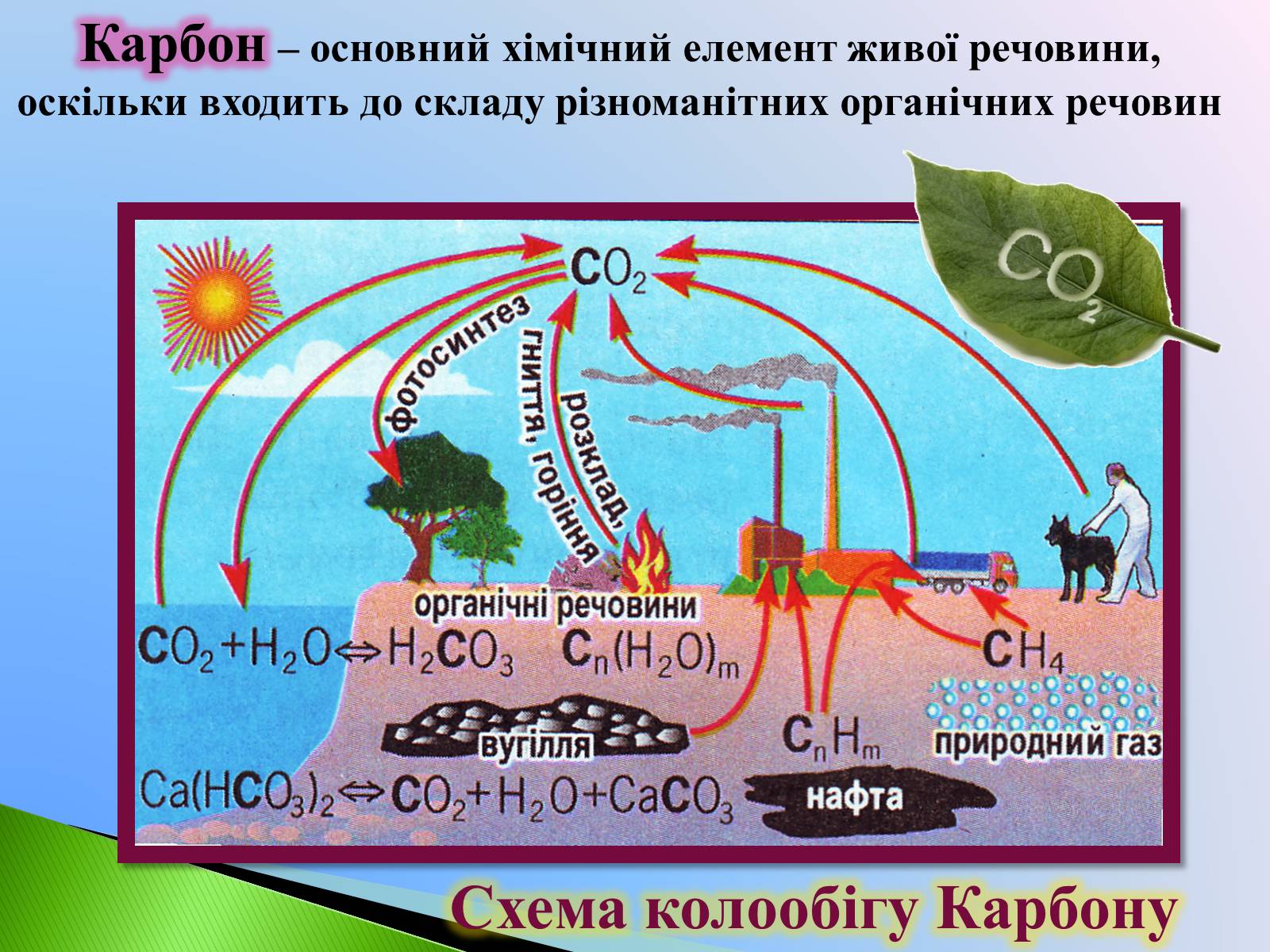 Презентація на тему «Колообіг Оксигену, Нітрогену, Карбону в природі» (варіант 1) - Слайд #5