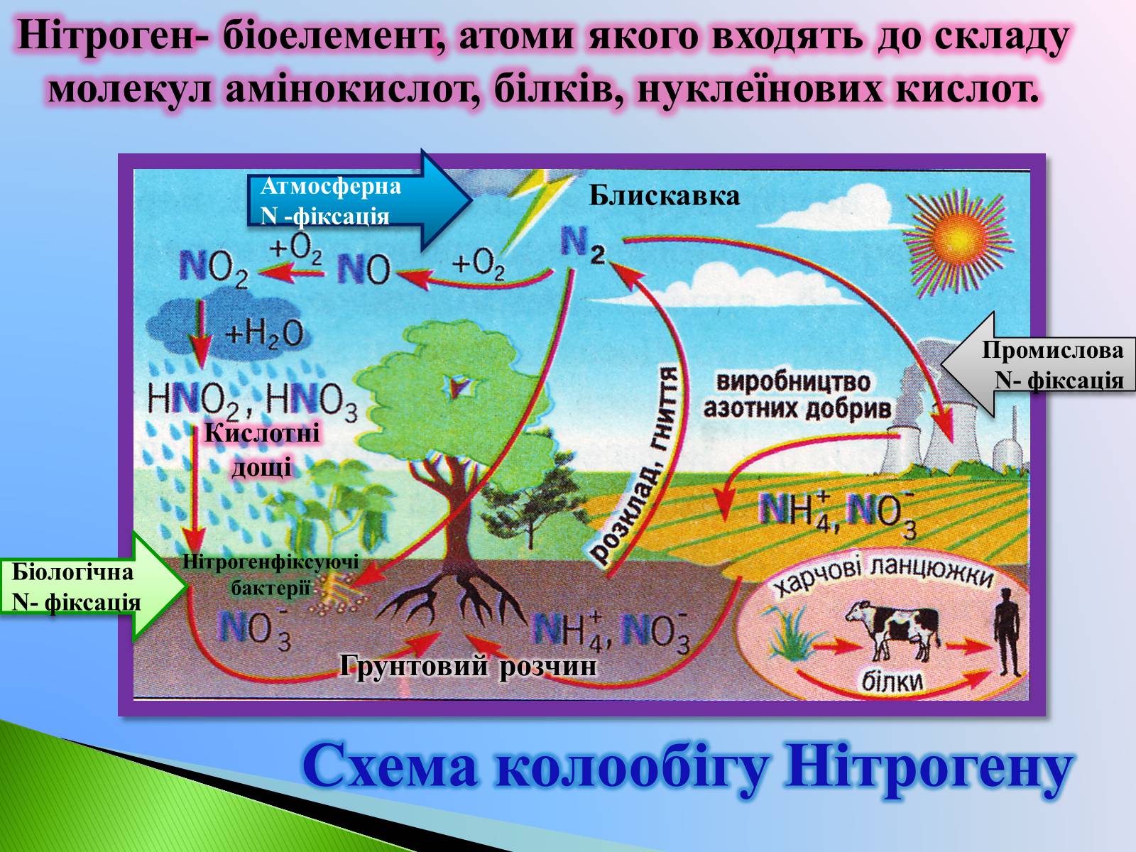 Презентація на тему «Колообіг Оксигену, Нітрогену, Карбону в природі» (варіант 1) - Слайд #7