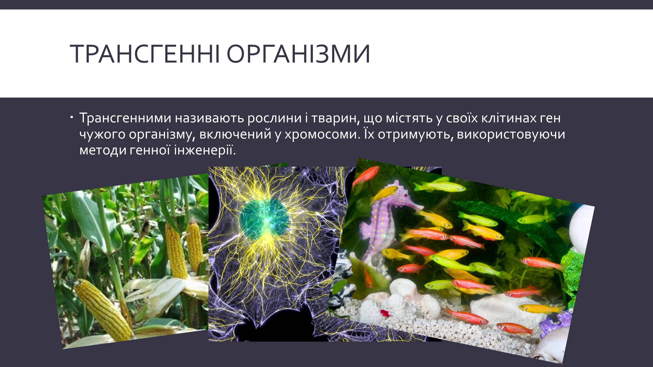 Презентація на тему «Химерні та трансгенні організми» (варіант 3) - Слайд #7