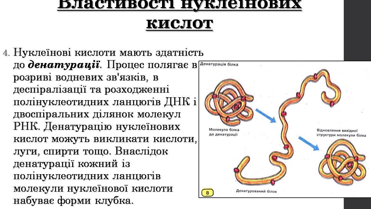 Презентація на тему «Нуклеїнові кислоти» (варіант 9) - Слайд #13