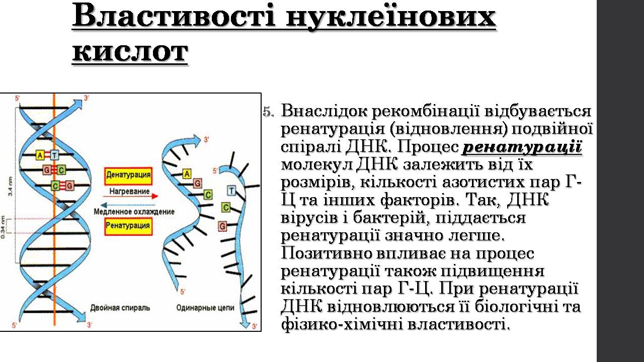 Презентація на тему «Нуклеїнові кислоти» (варіант 9) - Слайд #14