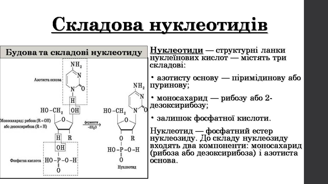 Презентація на тему «Нуклеїнові кислоти» (варіант 9) - Слайд #4