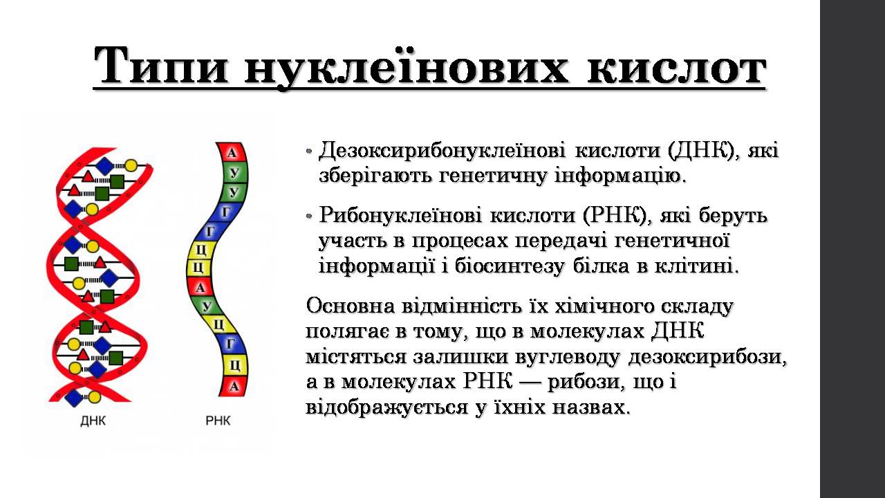 Презентація на тему «Нуклеїнові кислоти» (варіант 9) - Слайд #5