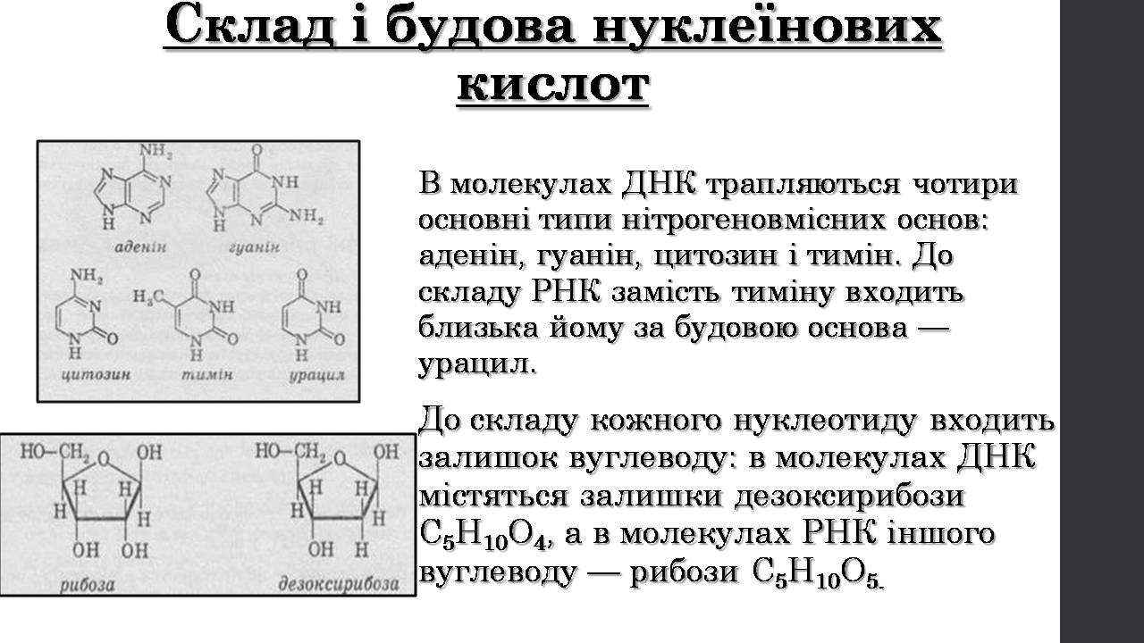 Презентація на тему «Нуклеїнові кислоти» (варіант 9) - Слайд #7