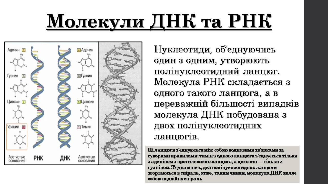 Презентація на тему «Нуклеїнові кислоти» (варіант 9) - Слайд #9