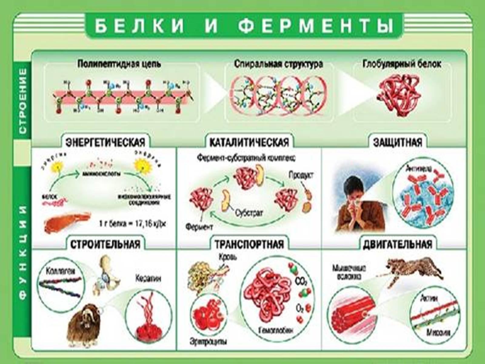 Презентація на тему «Жири, вуглеводи, білки, вітаміни як компоненти їжі» (варіант 1) - Слайд #12