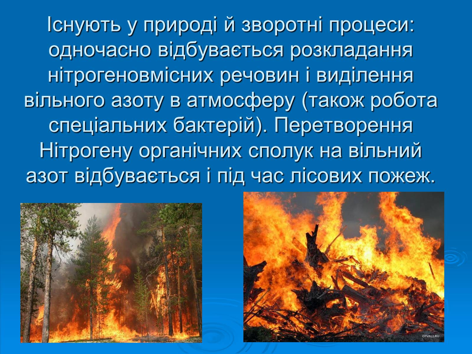 Презентація на тему «Колообіг нітрогену» (варіант 2) - Слайд #13