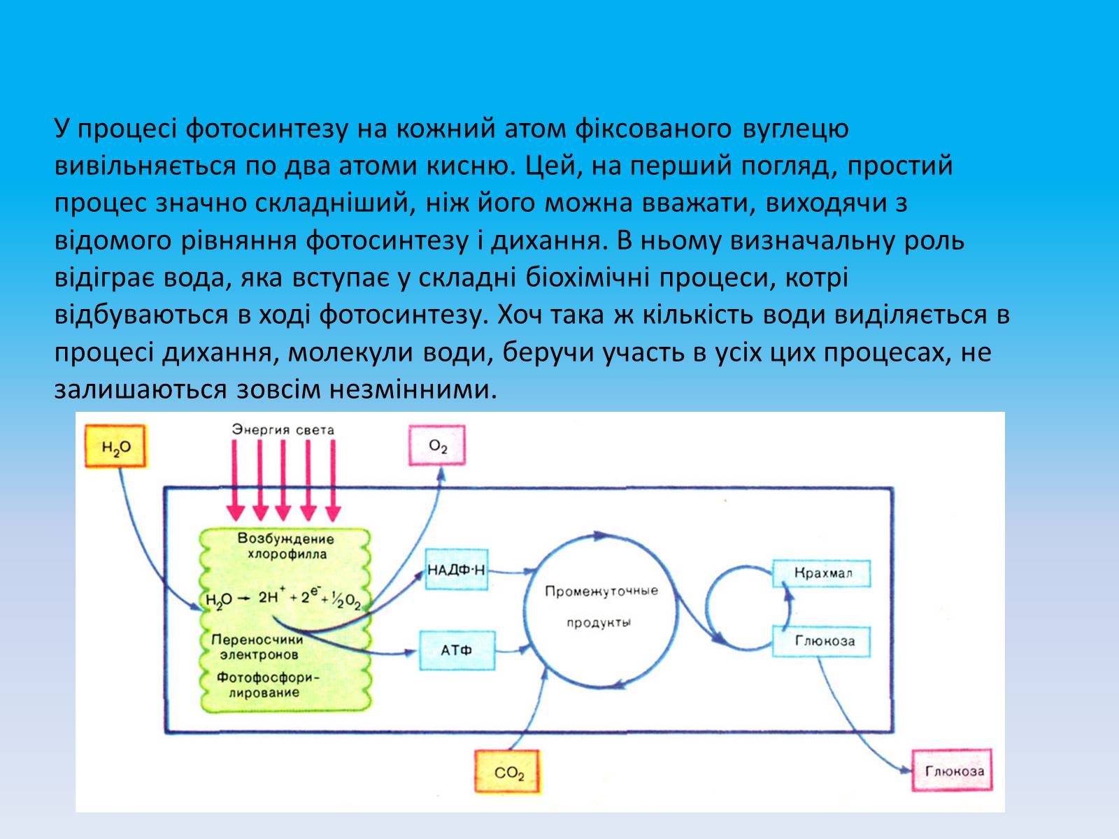 Презентація на тему «Кругообіг речовин в природі» - Слайд #18