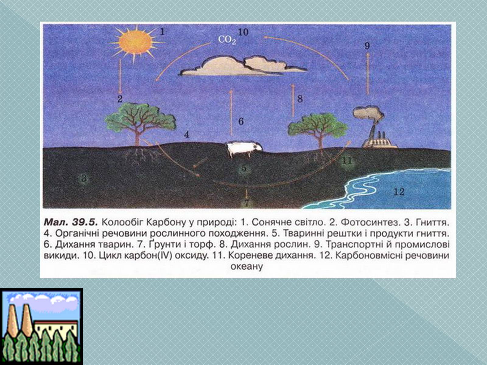 Презентація на тему «Колообіг Оксигену, Нітрогену, Карбону в природі» (варіант 2) - Слайд #6