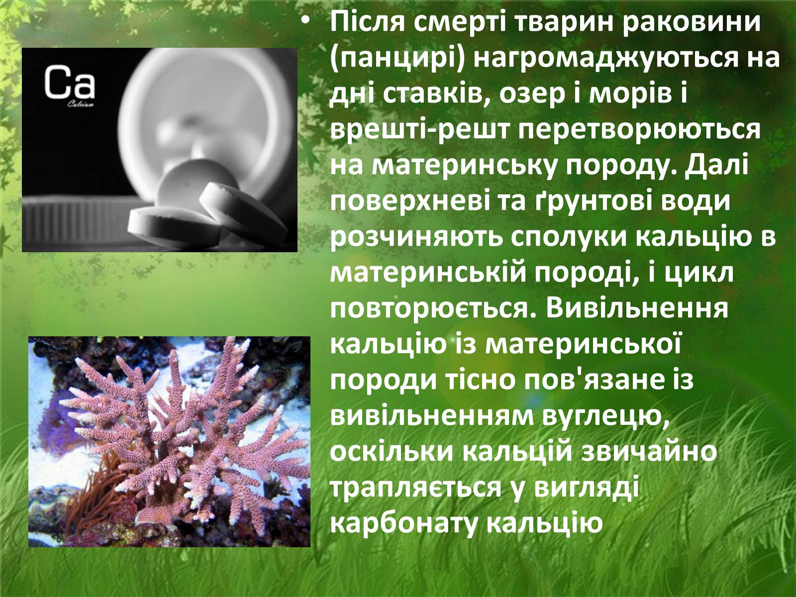 Презентація на тему «Колообіг кальцію у природі» - Слайд #4