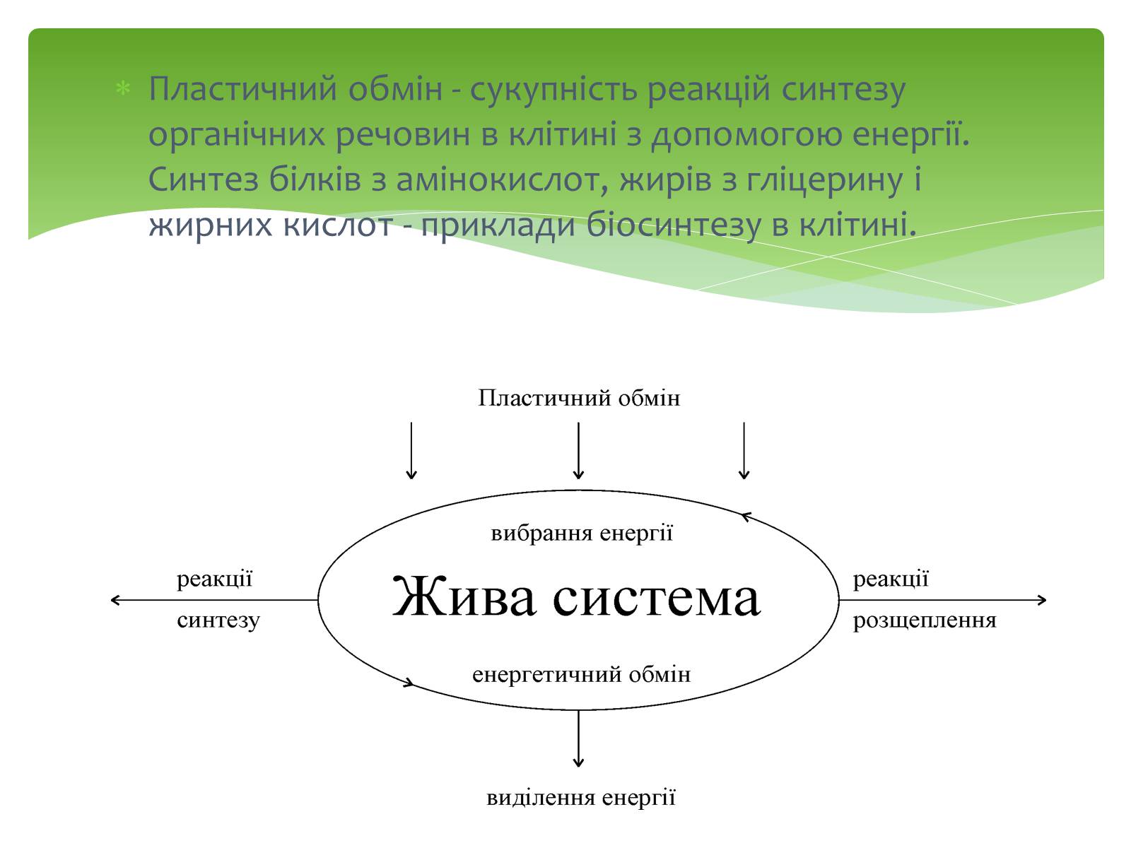 Презентація на тему «Пластичний обмін» - Слайд #3