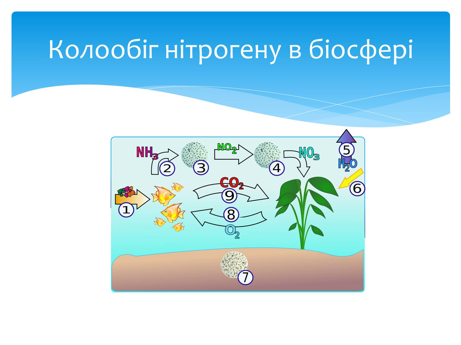 Презентація на тему «Колообіг нітрогену» (варіант 1) - Слайд #5