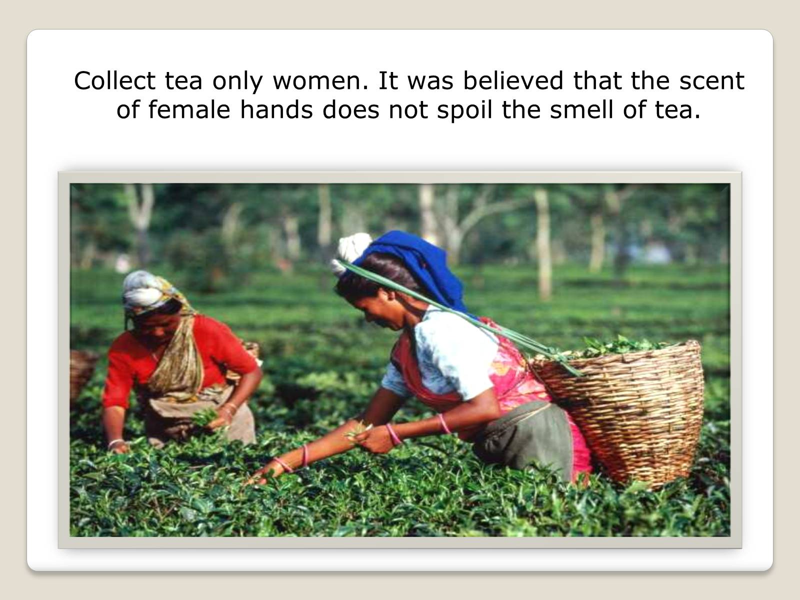 Презентація на тему «History of tea» - Слайд #6
