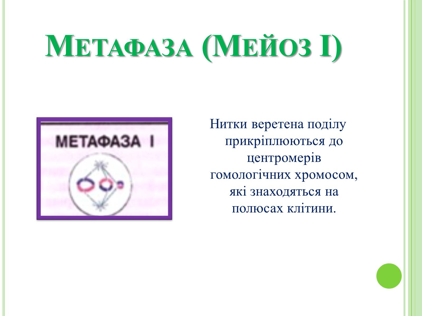 Презентація на тему «Мітоз та Мейоз. Спільне та відмінне» - Слайд #10