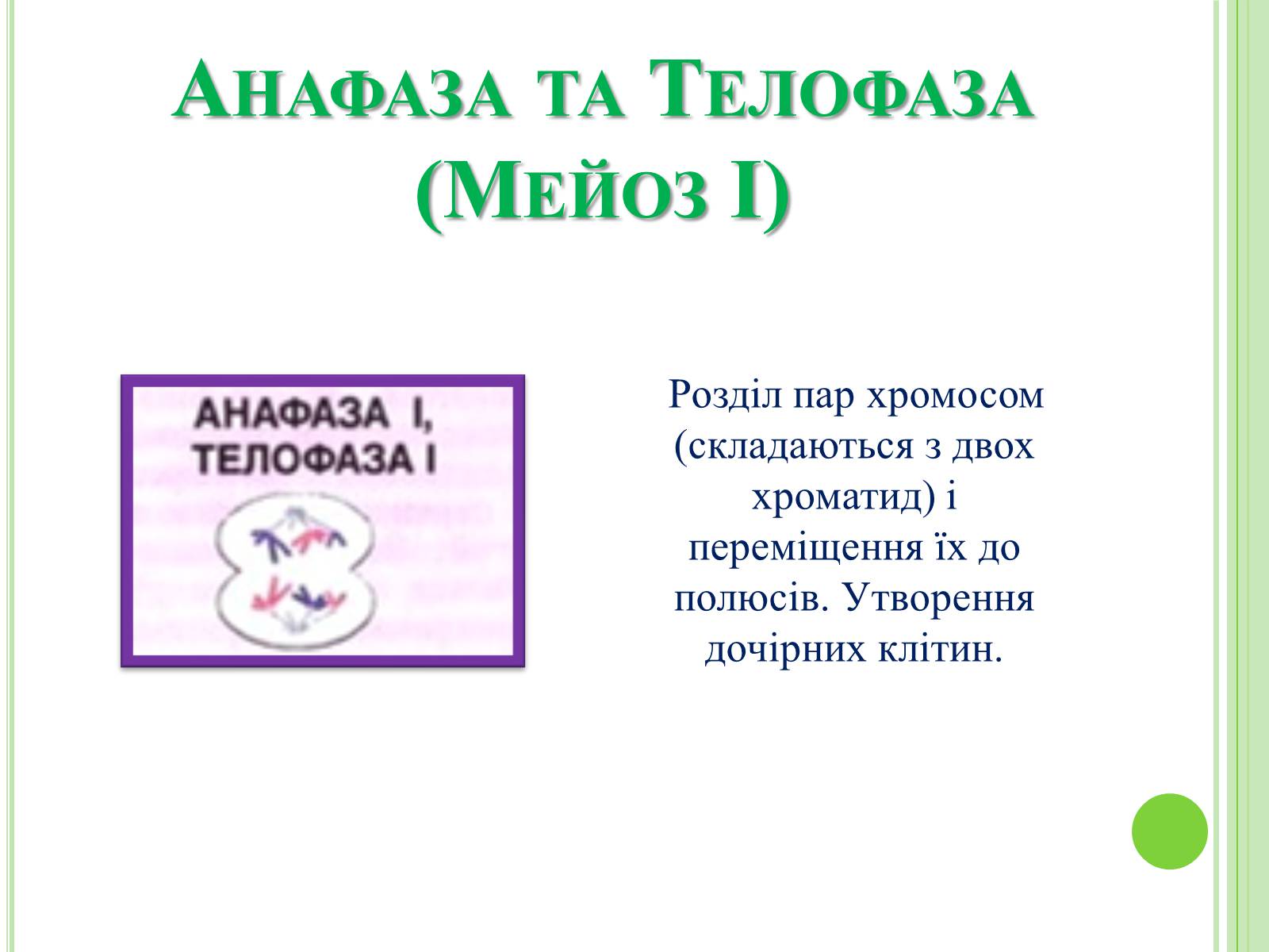 Презентація на тему «Мітоз та Мейоз. Спільне та відмінне» - Слайд #11