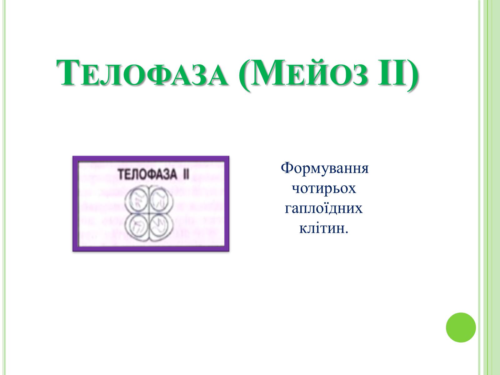 Презентація на тему «Мітоз та Мейоз. Спільне та відмінне» - Слайд #13