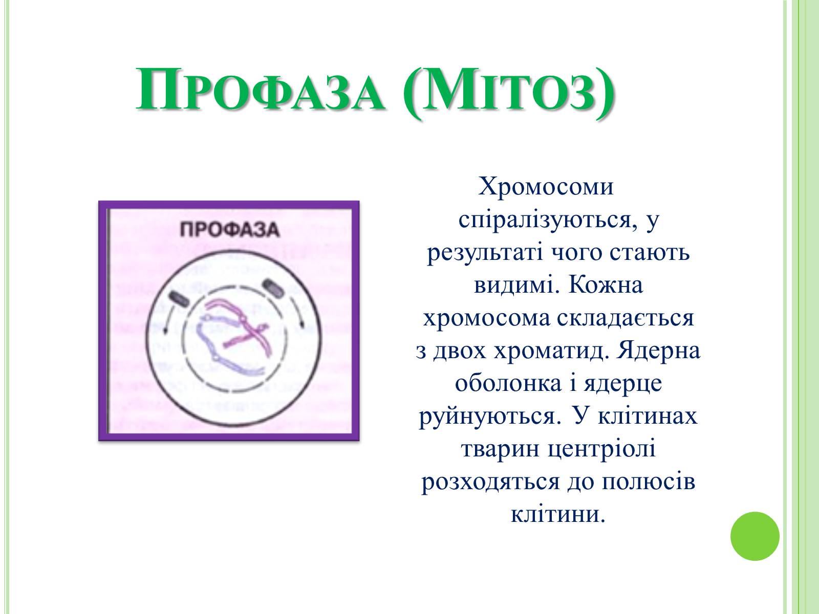 Презентація на тему «Мітоз та Мейоз. Спільне та відмінне» - Слайд #5