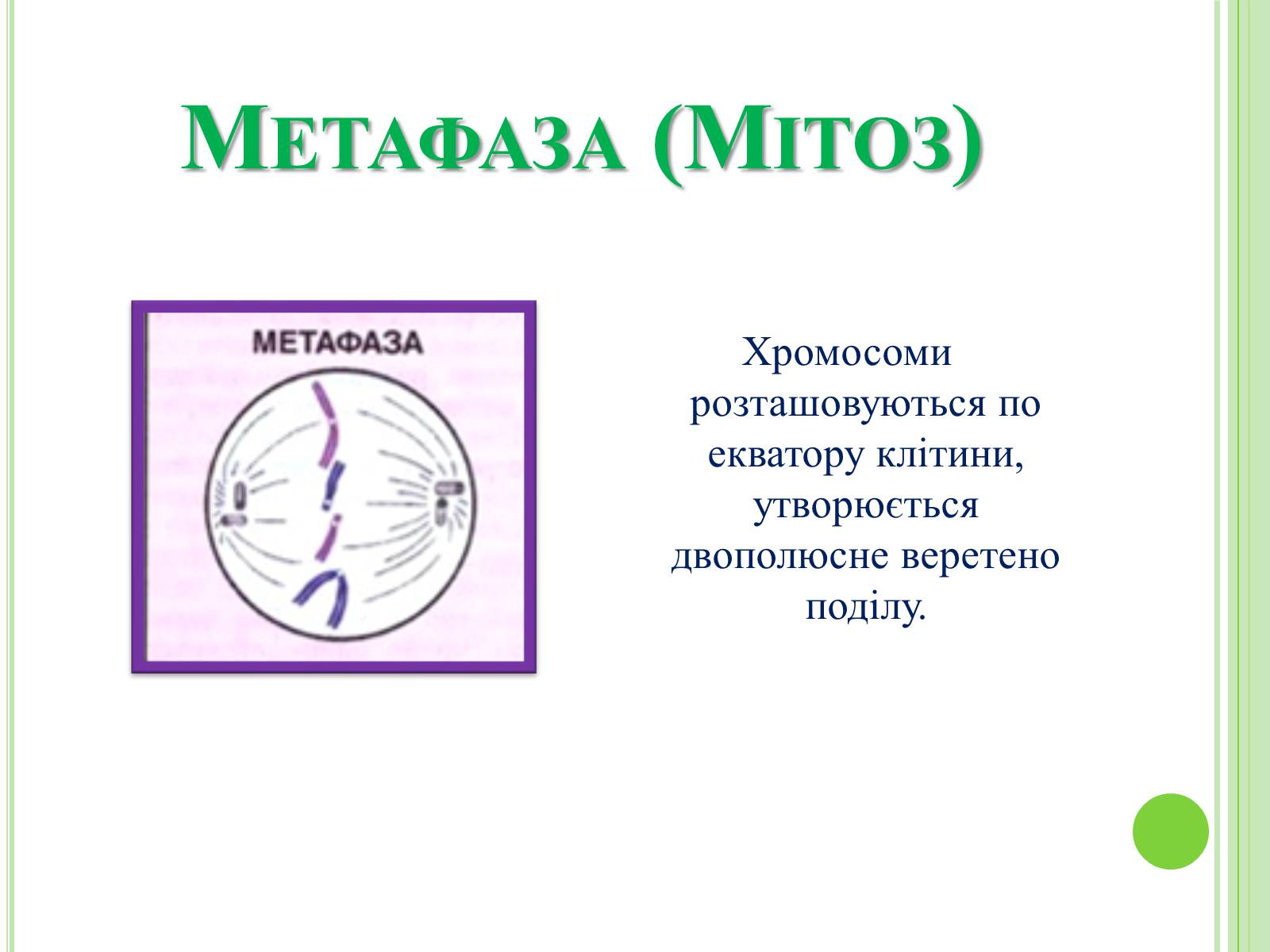 Презентація на тему «Мітоз та Мейоз. Спільне та відмінне» - Слайд #6