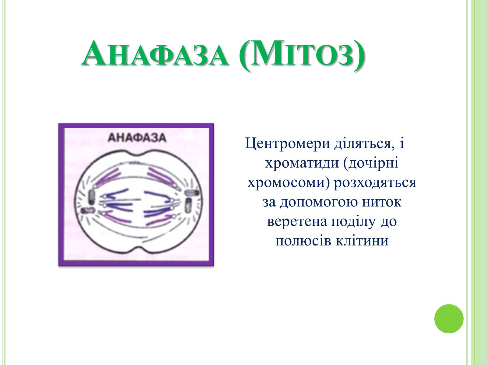 Презентація на тему «Мітоз та Мейоз. Спільне та відмінне» - Слайд #7