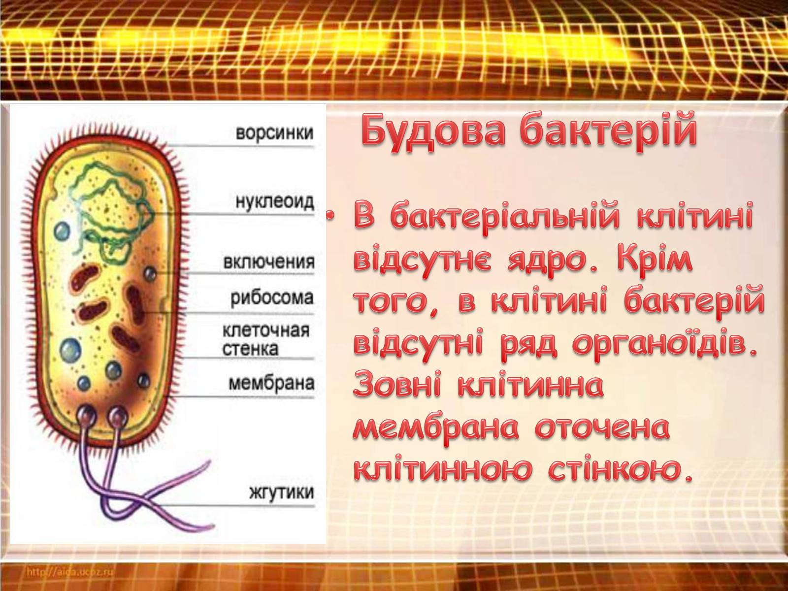 Презентація на тему «Бактерії» (варіант 3) - Слайд #6