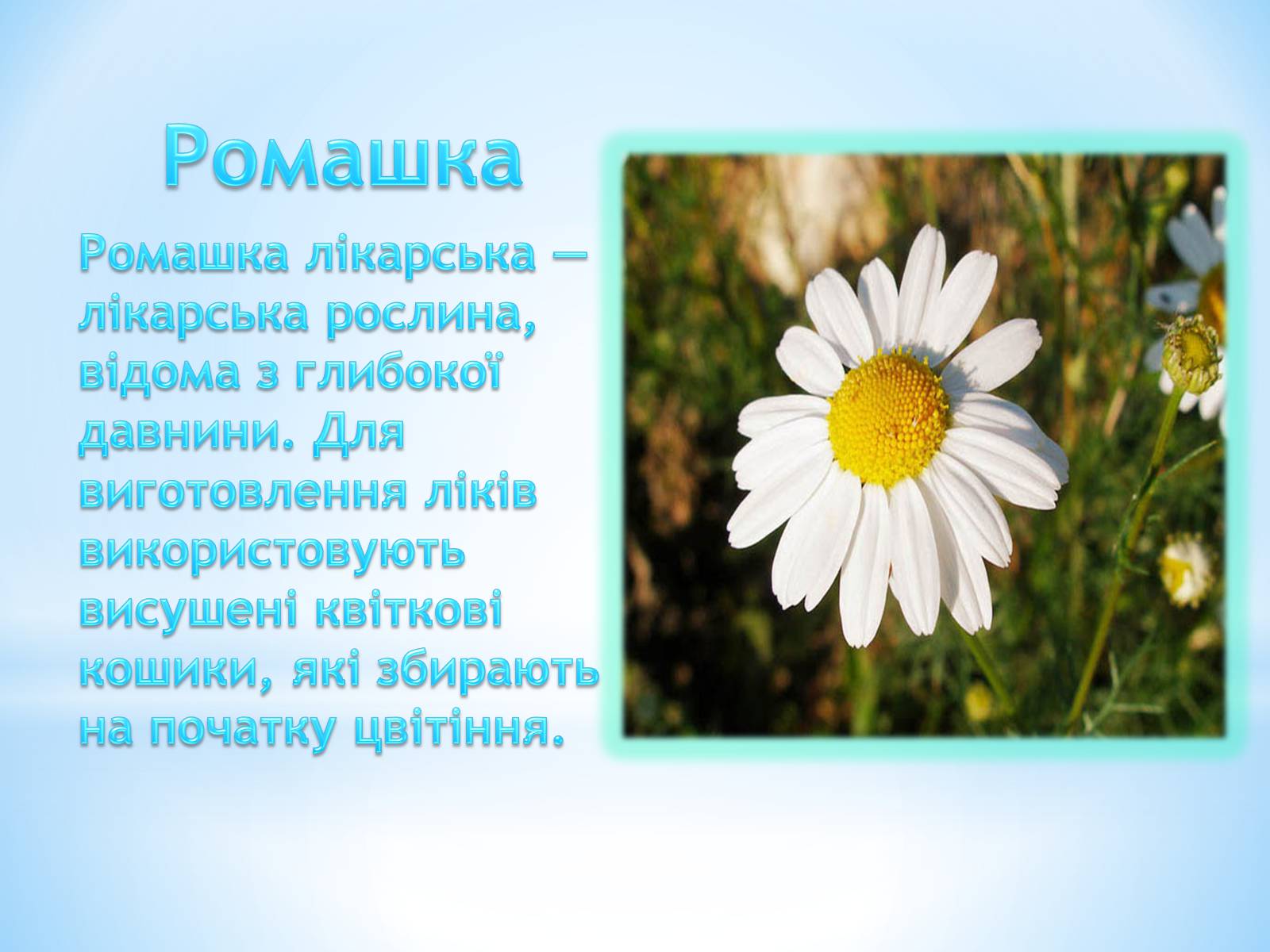 Презентація на тему «Лікарські рослини» - Слайд #4