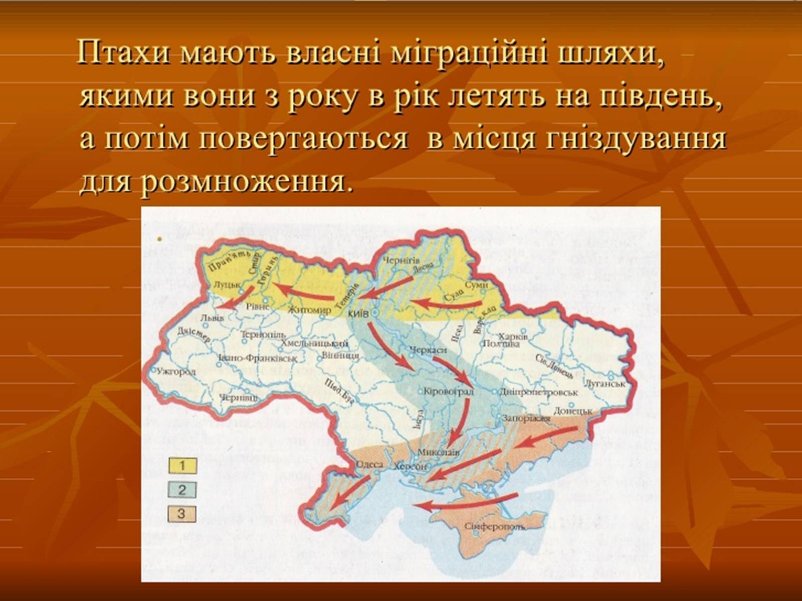 Презентація на тему «Перелітні птахи» - Слайд #17