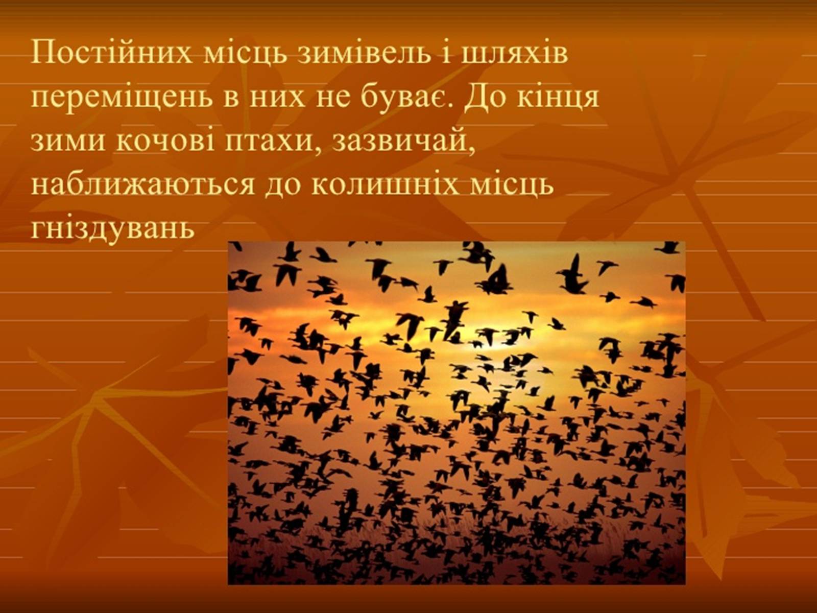 Презентація на тему «Перелітні птахи» - Слайд #9