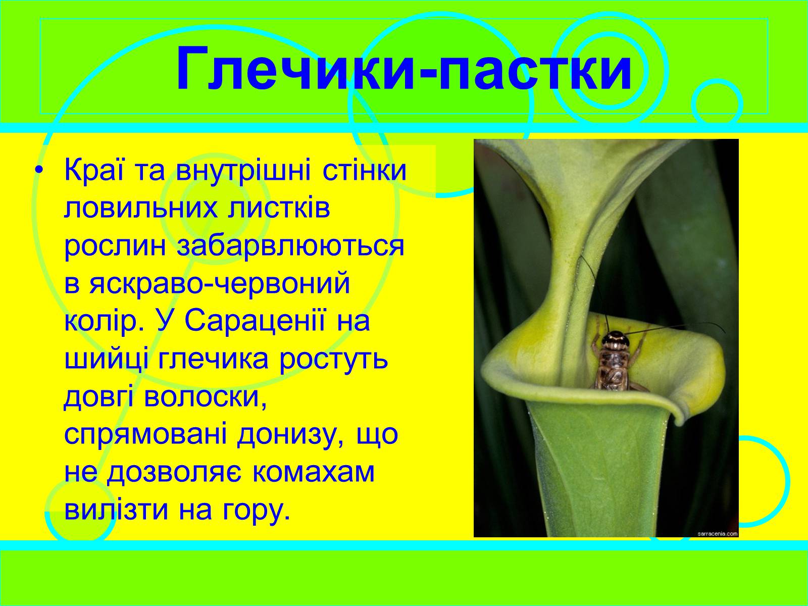 Презентація на тему «Рослини-хижаки» (варіант 2) - Слайд #4