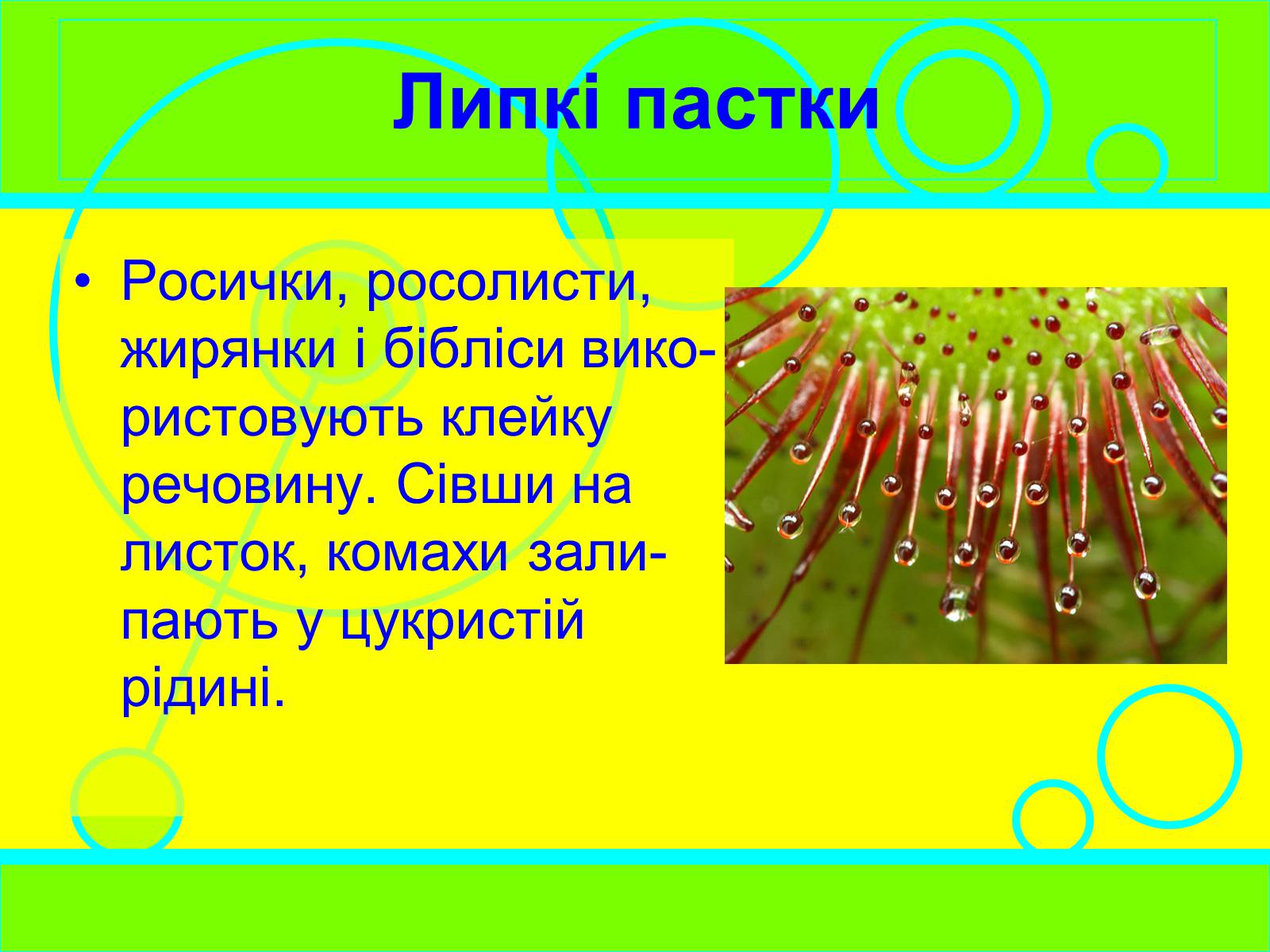 Презентація на тему «Рослини-хижаки» (варіант 2) - Слайд #6