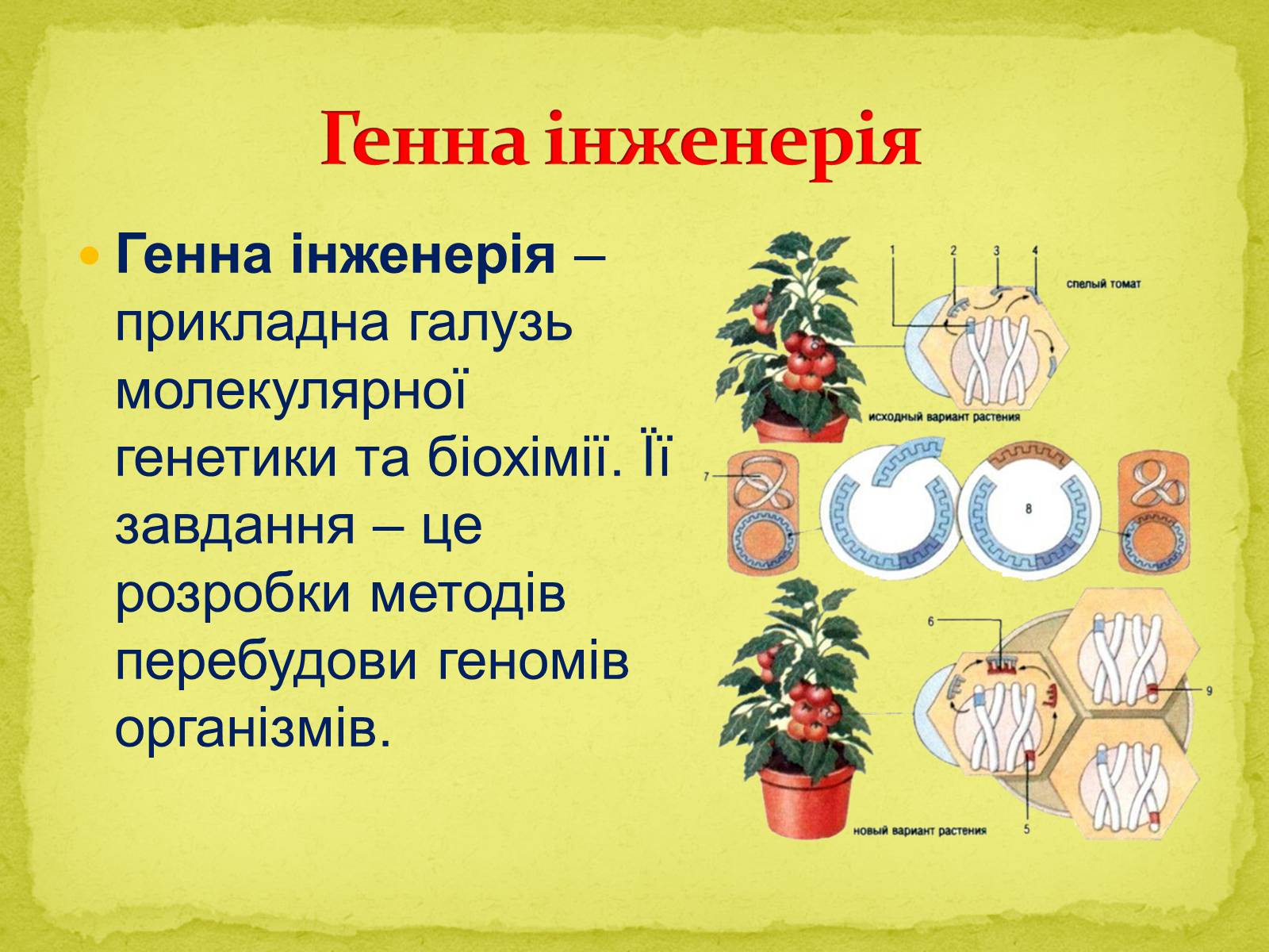 Презентація на тему «Біотехнології, завдання та методи генної та клітинної інженерії, клонування» - Слайд #10