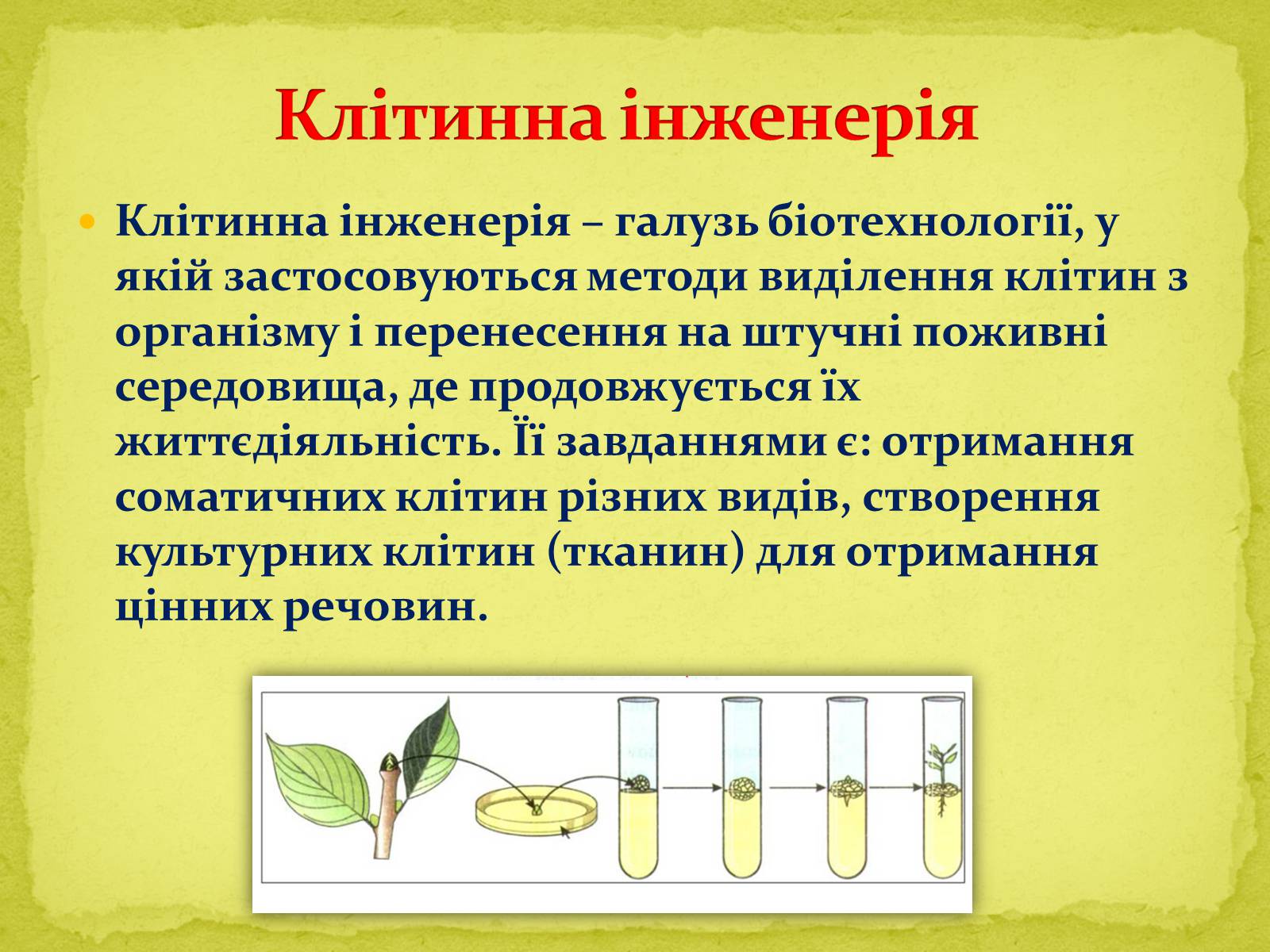 Презентація на тему «Біотехнології, завдання та методи генної та клітинної інженерії, клонування» - Слайд #16