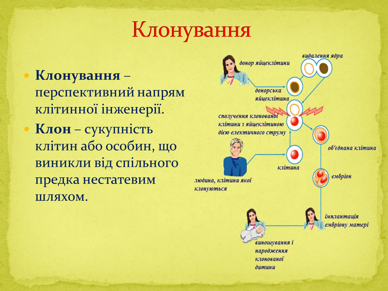 Презентація на тему «Біотехнології, завдання та методи генної та клітинної інженерії, клонування» - Слайд #17