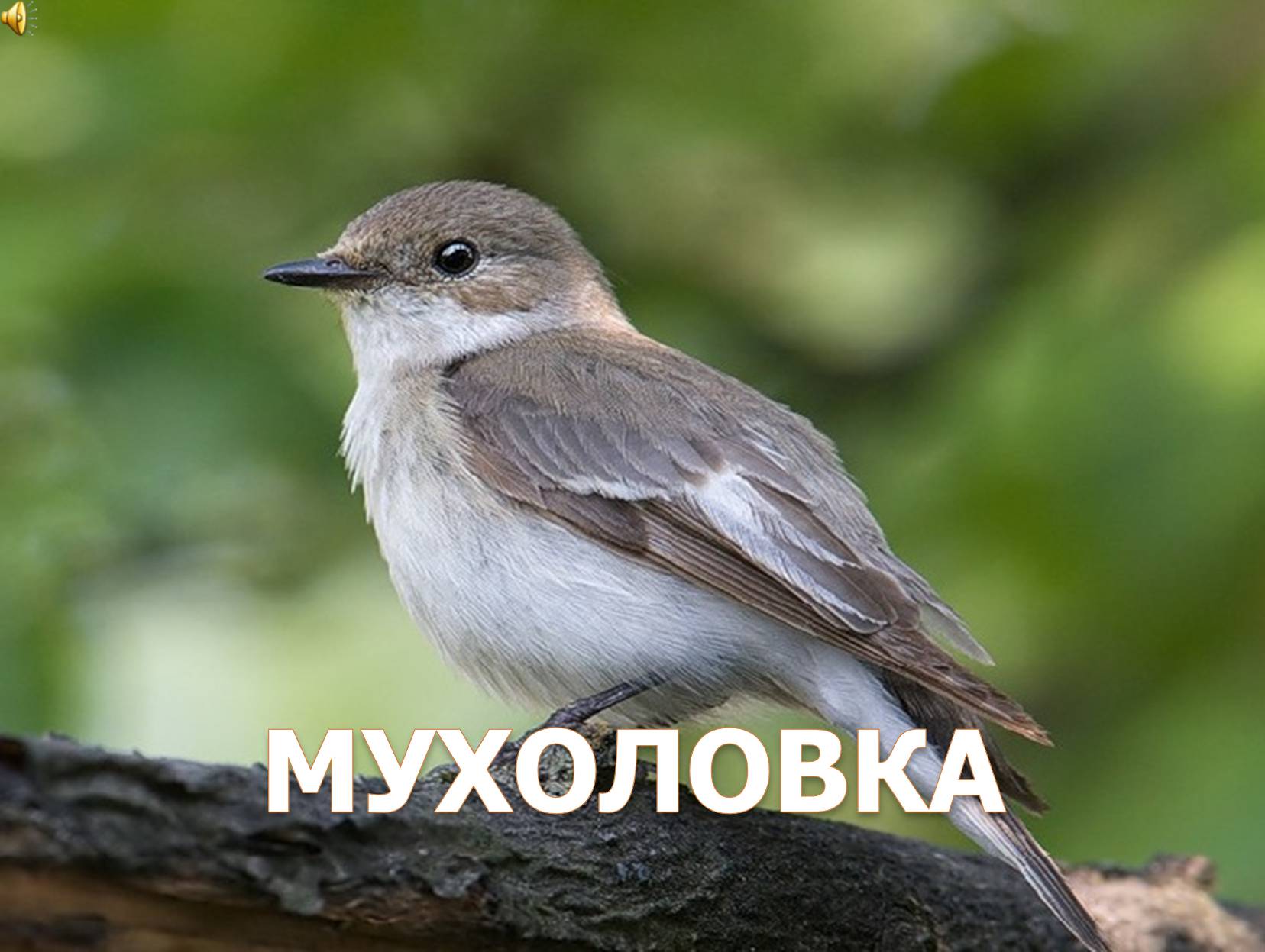 Презентація на тему «Перелітні птахи України» - Слайд #10