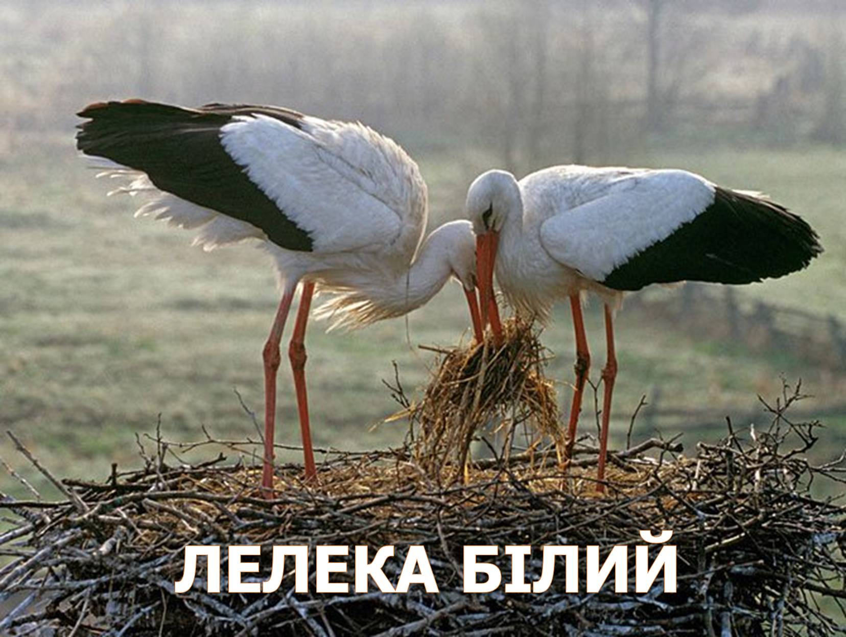 Презентація на тему «Перелітні птахи України» - Слайд #13