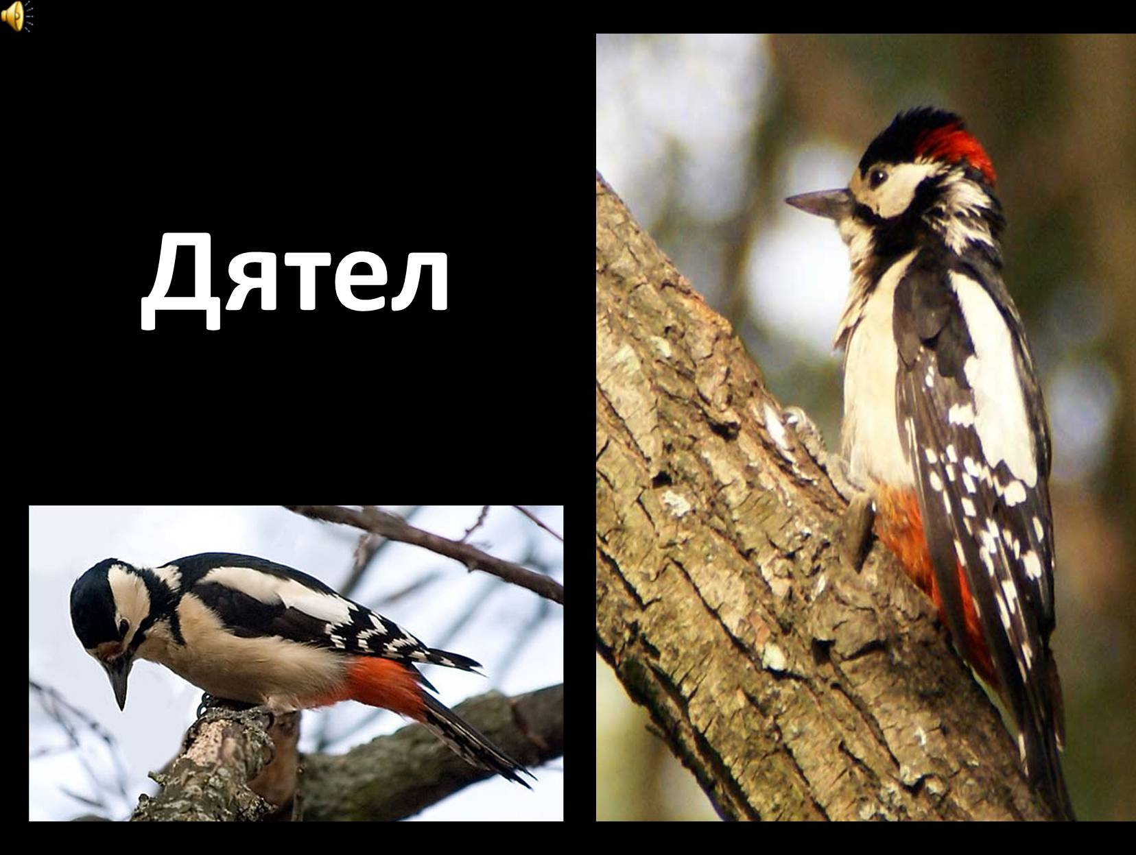 Презентація на тему «Перелітні птахи України» - Слайд #20